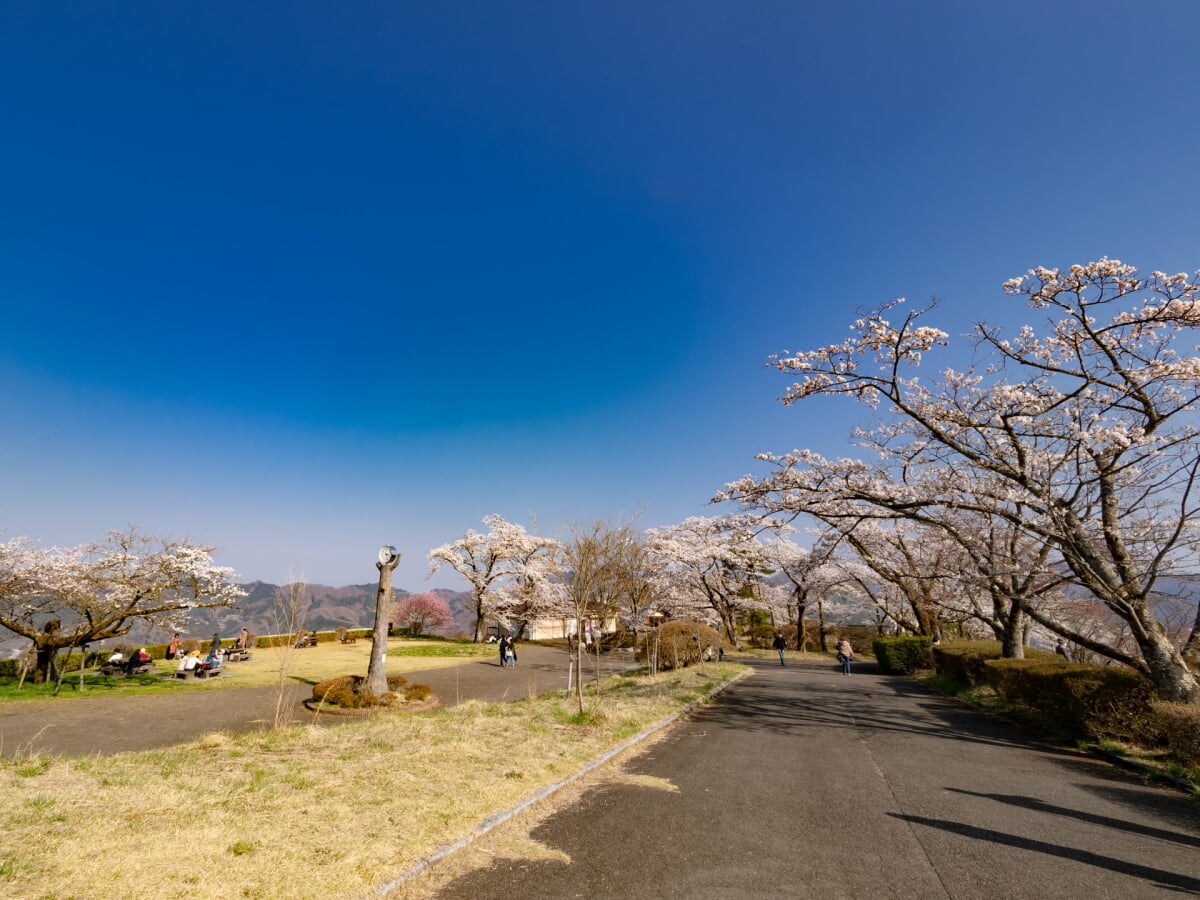 美の山公園の写真2