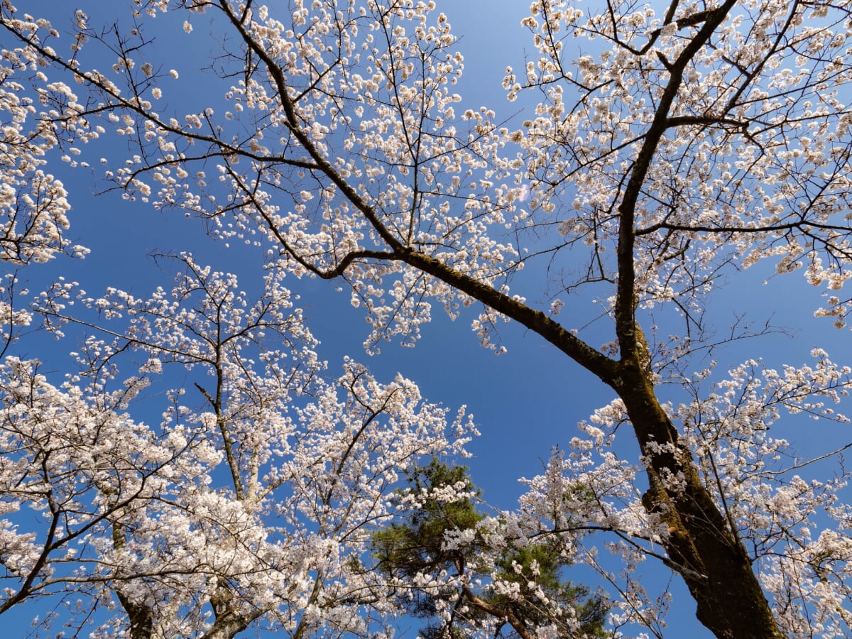 美の山公園の写真3