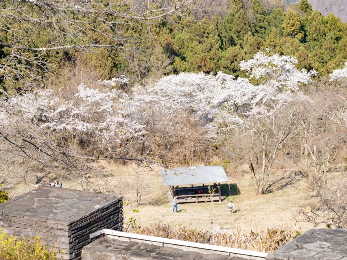 美の山公園の写真4