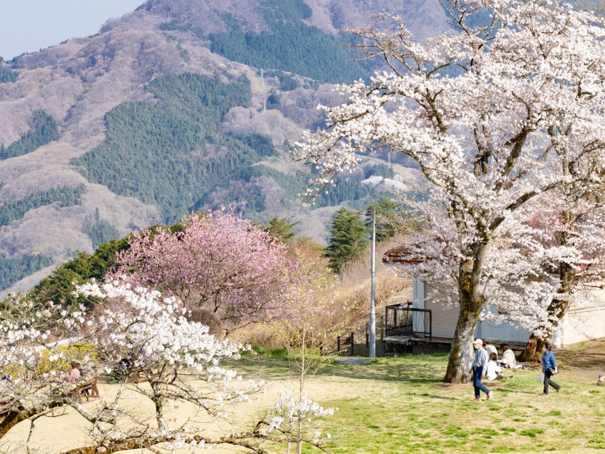 美の山公園の写真5