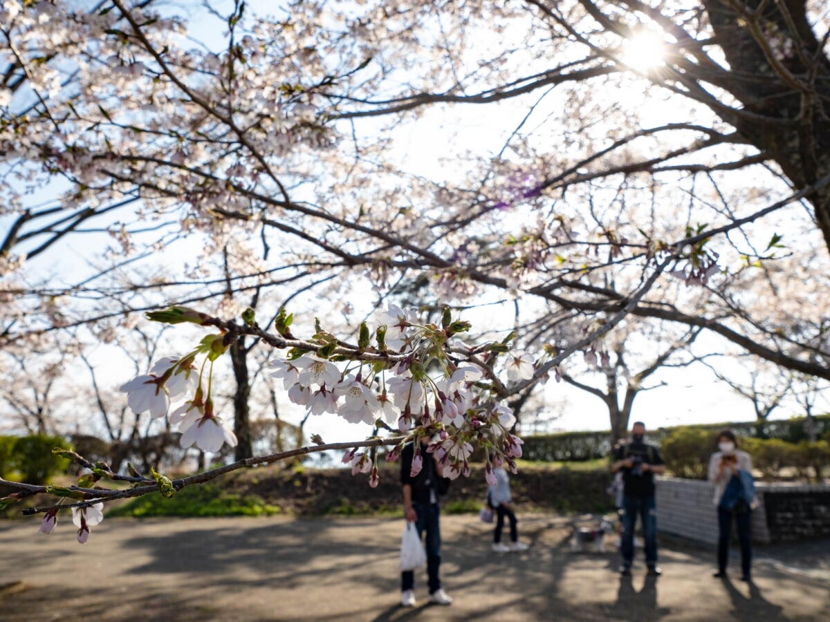 美の山公園の写真6