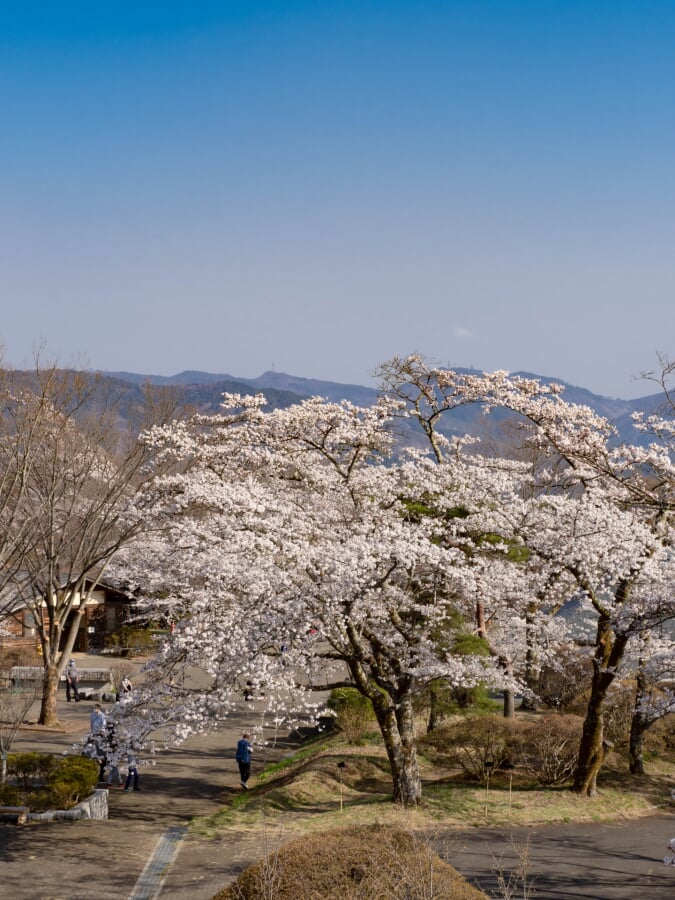 美の山公園の写真7
