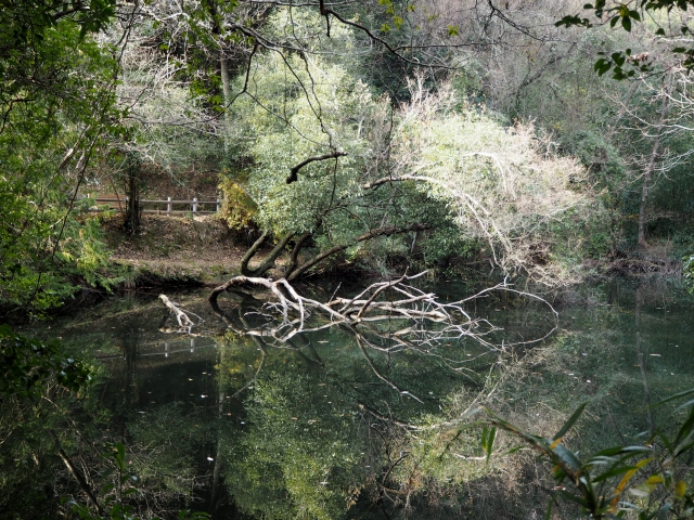 とくしま植物園の写真3