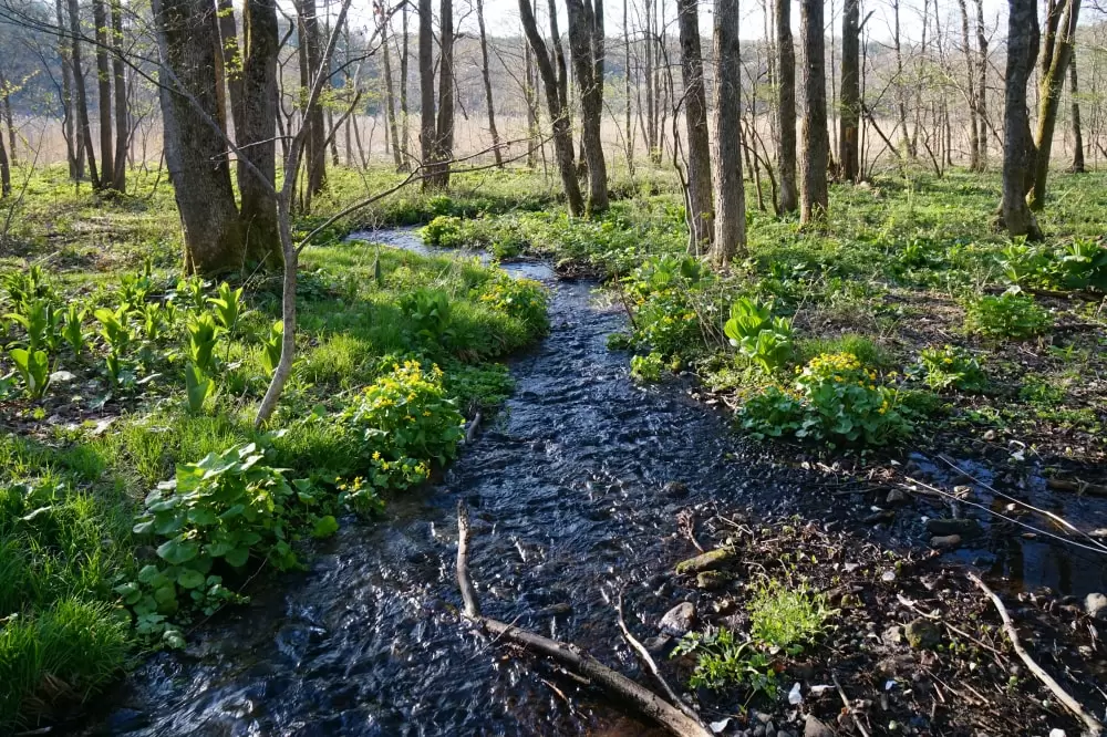 大谷地湿原の写真1