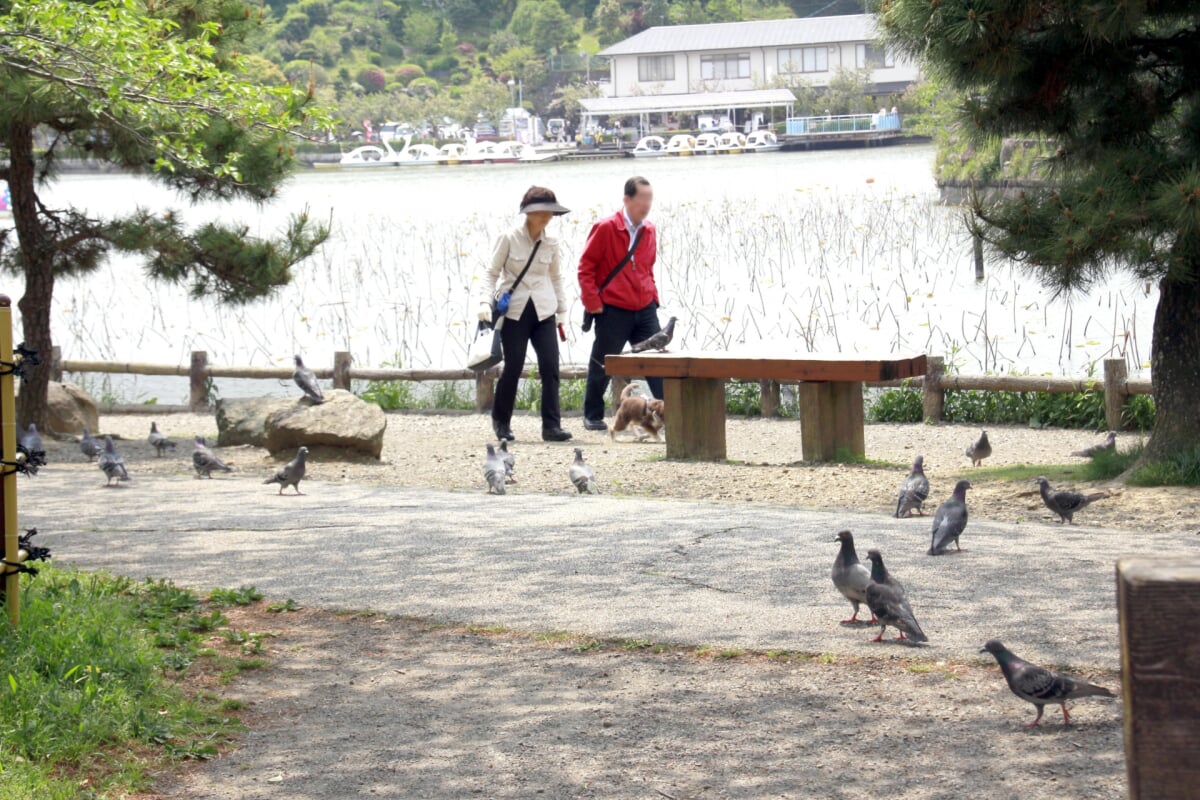 蓮池公園の写真3