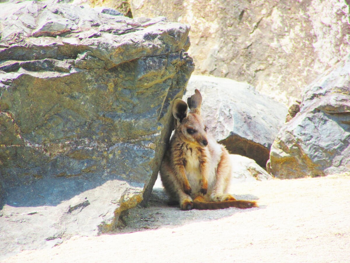 ひびき動物ワールドの写真2