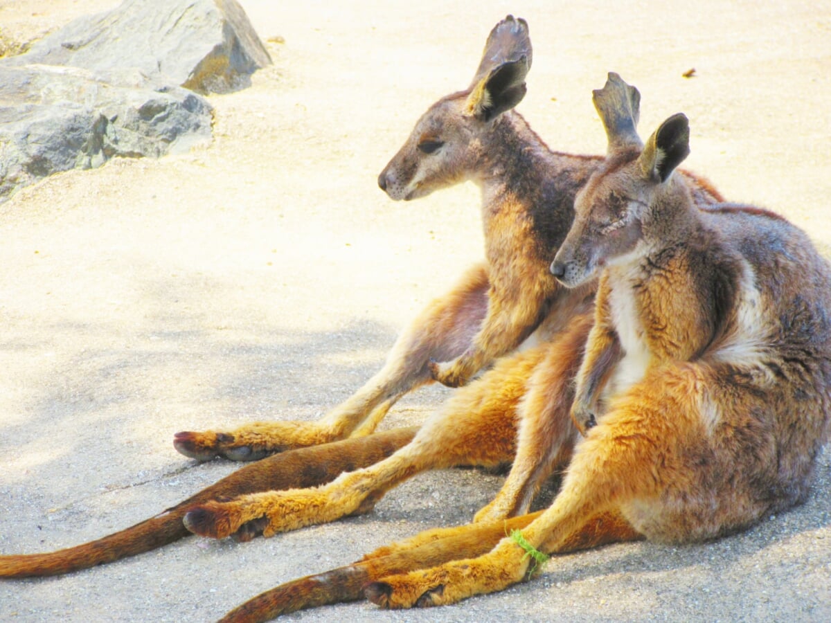ひびき動物ワールドの写真1