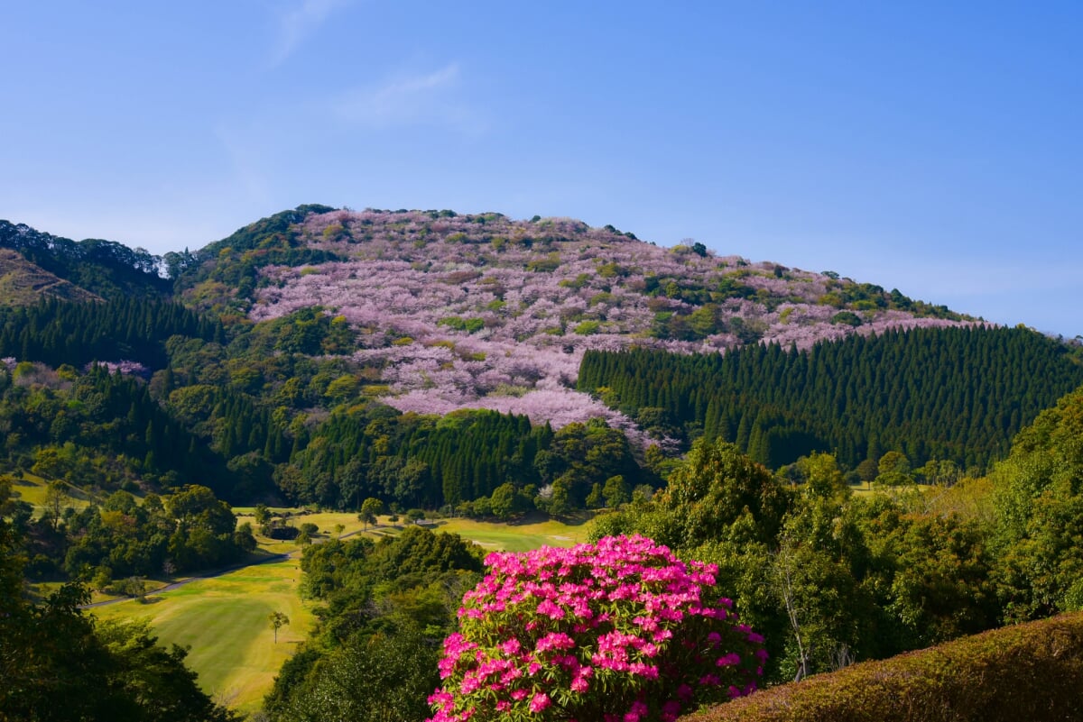 花立公園の写真1