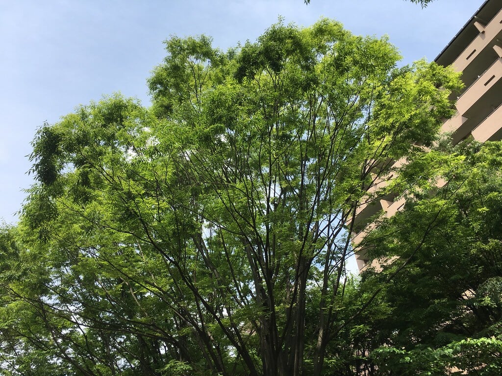 西口中央公園の写真2