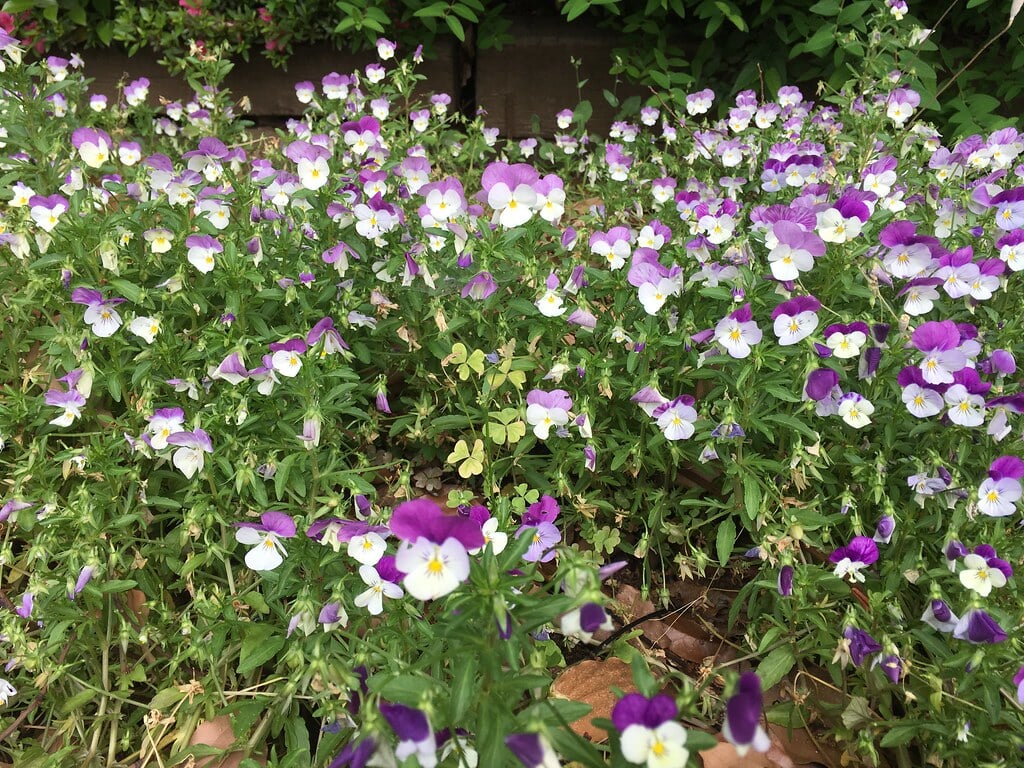 西口中央公園の写真7