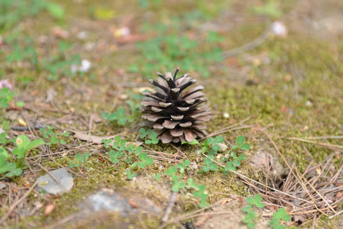 湯沢中央公園の写真8