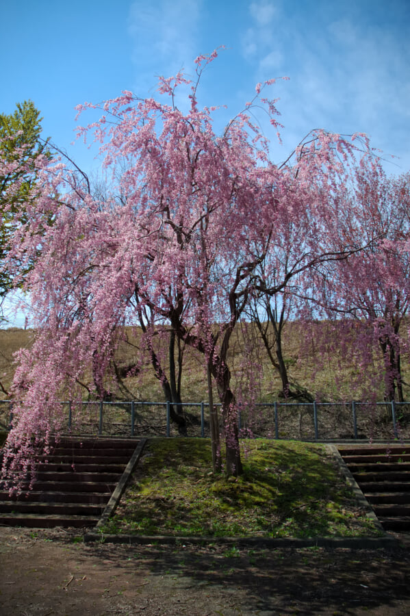 湯沢中央公園の写真10