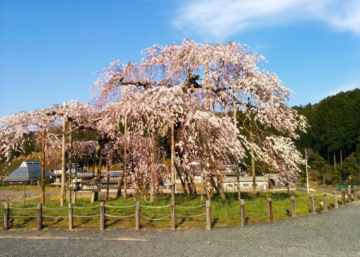 畑しだれ桜の写真1