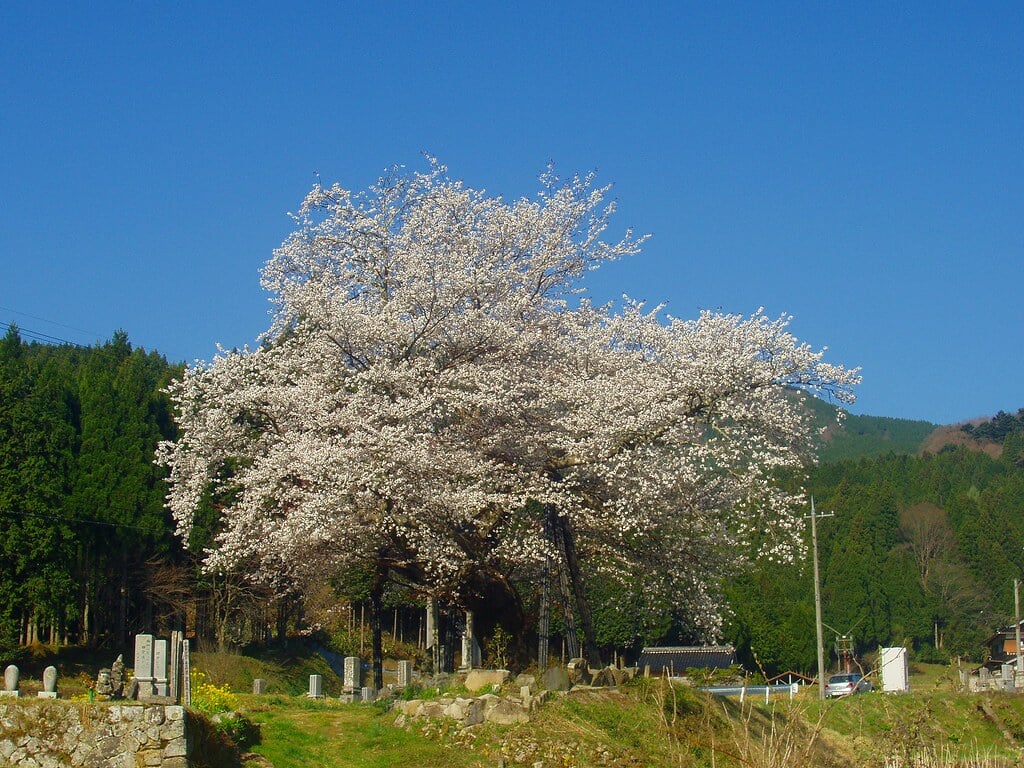 尾所の桜の写真2