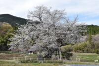 尾所の桜