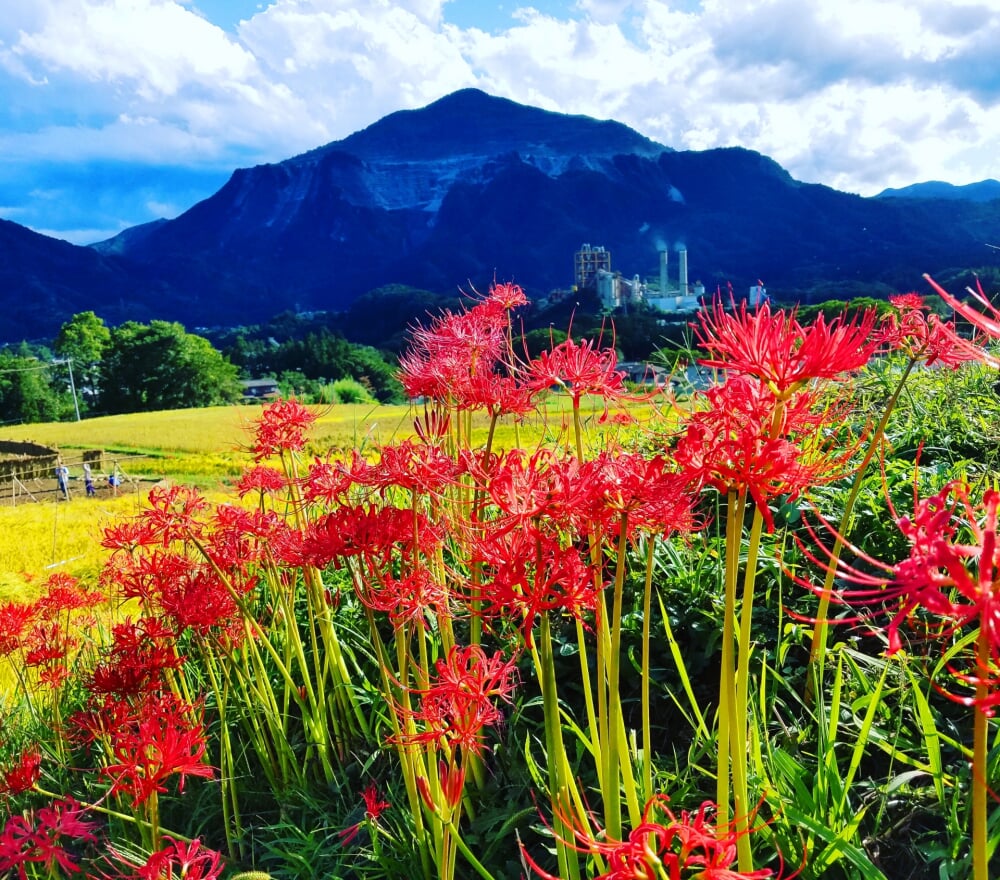 寺坂棚田の写真1