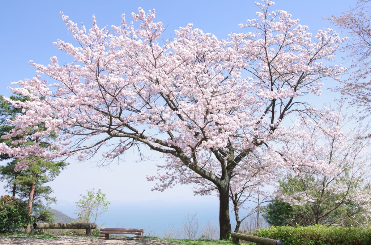 御嶽山自然公園 桜ロードの写真1