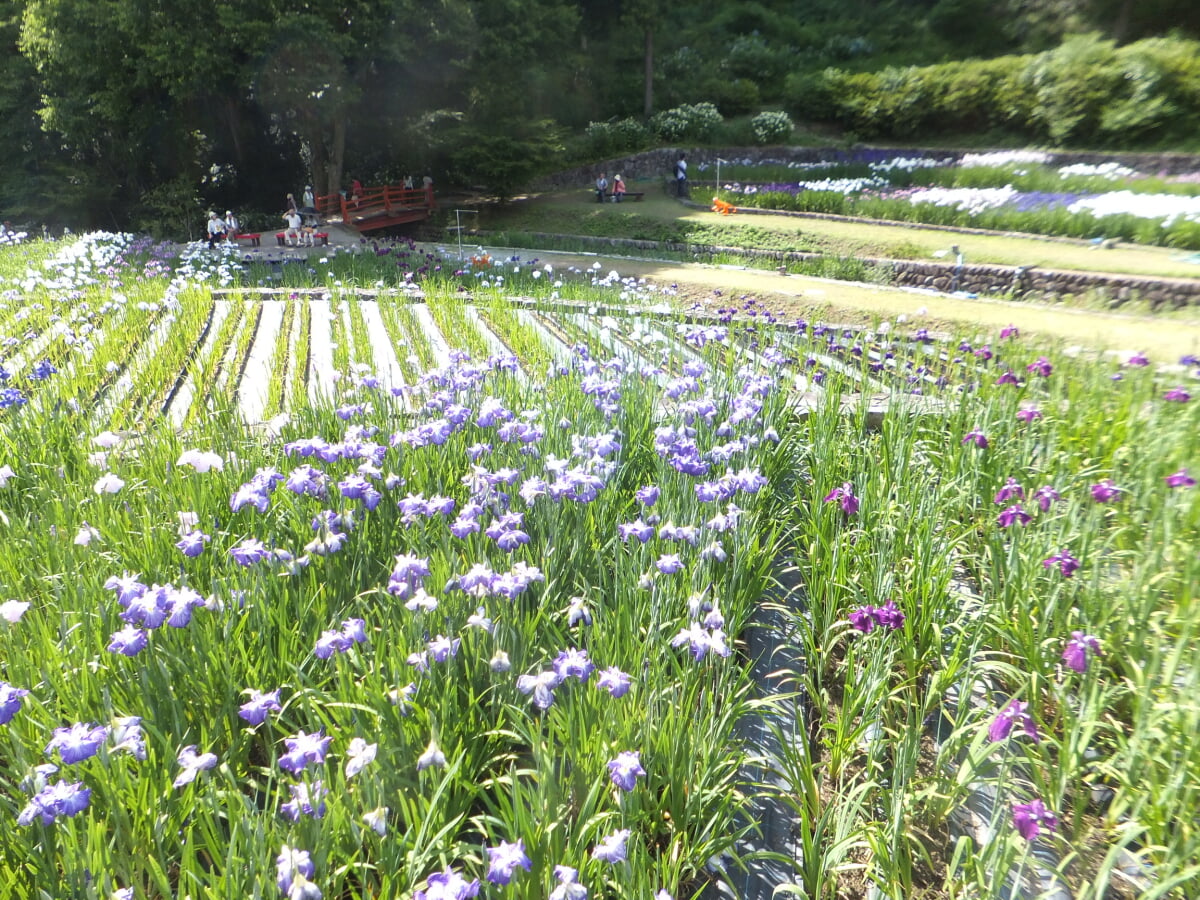 播州山崎花菖蒲園の写真2