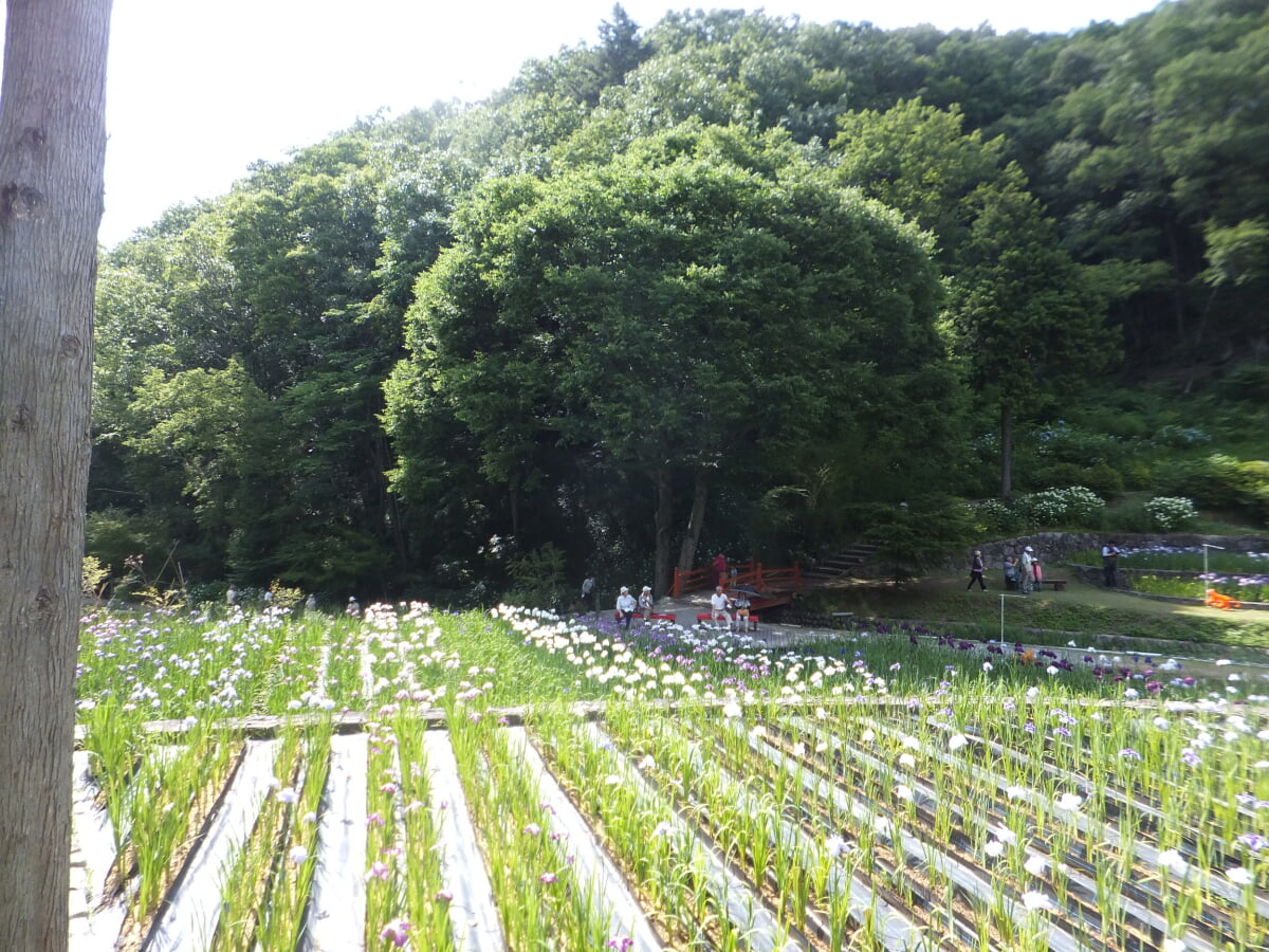 播州山崎花菖蒲園の写真4