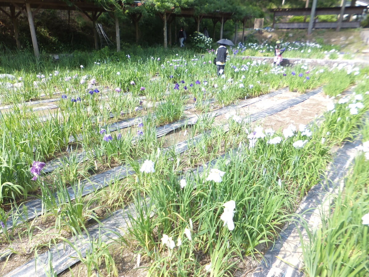 播州山崎花菖蒲園の写真5