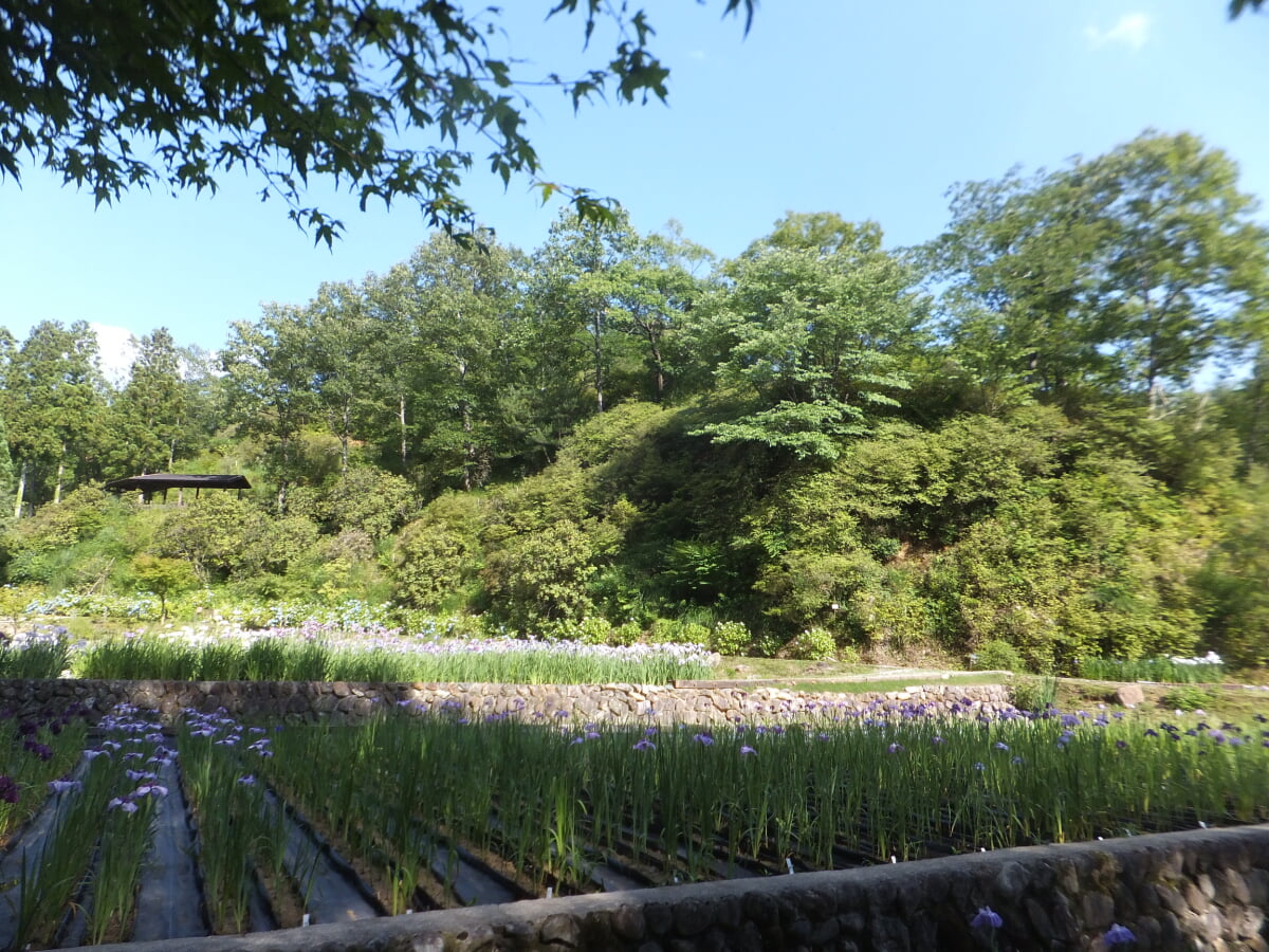 播州山崎花菖蒲園の写真6