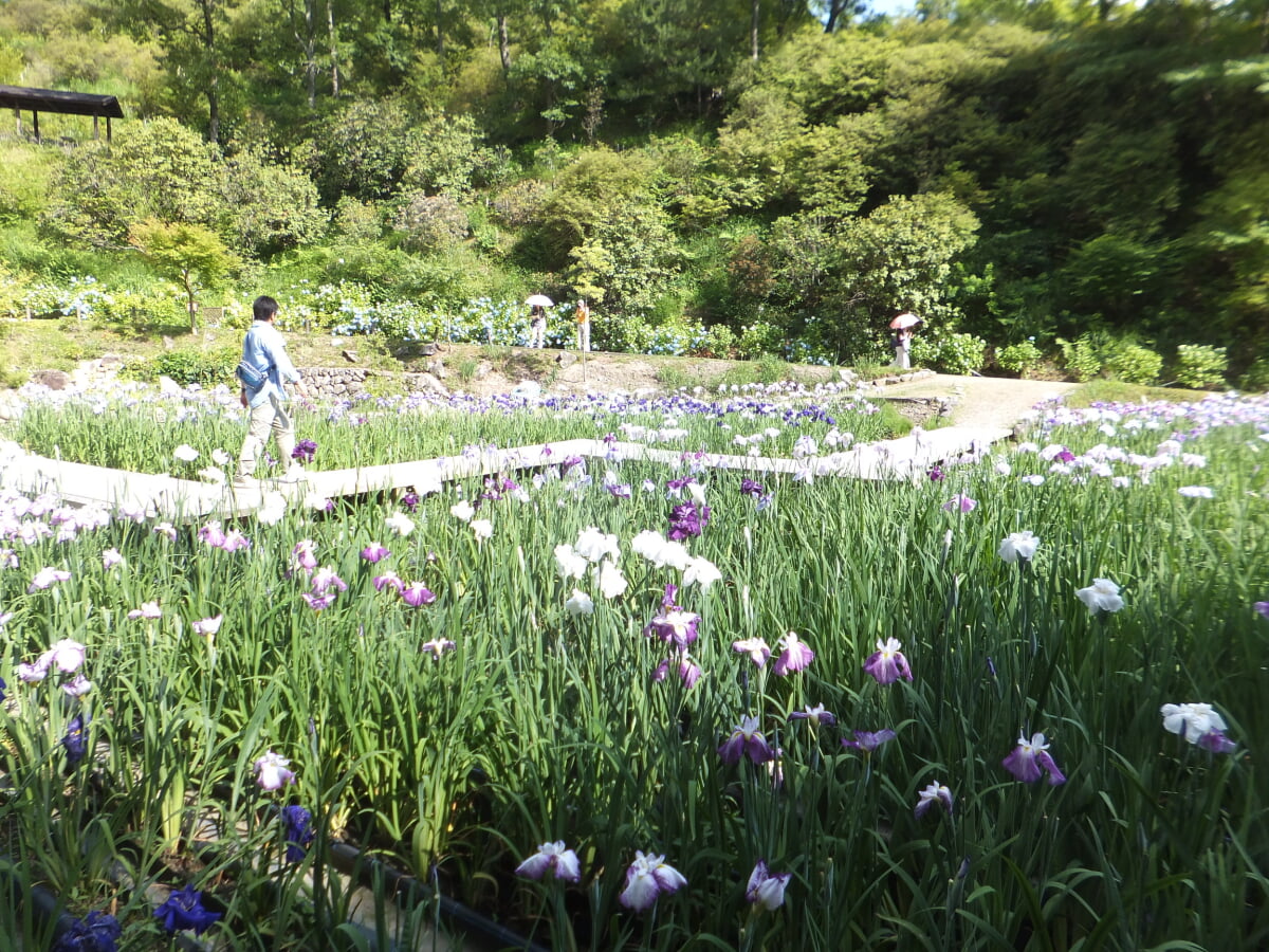 播州山崎花菖蒲園の写真8