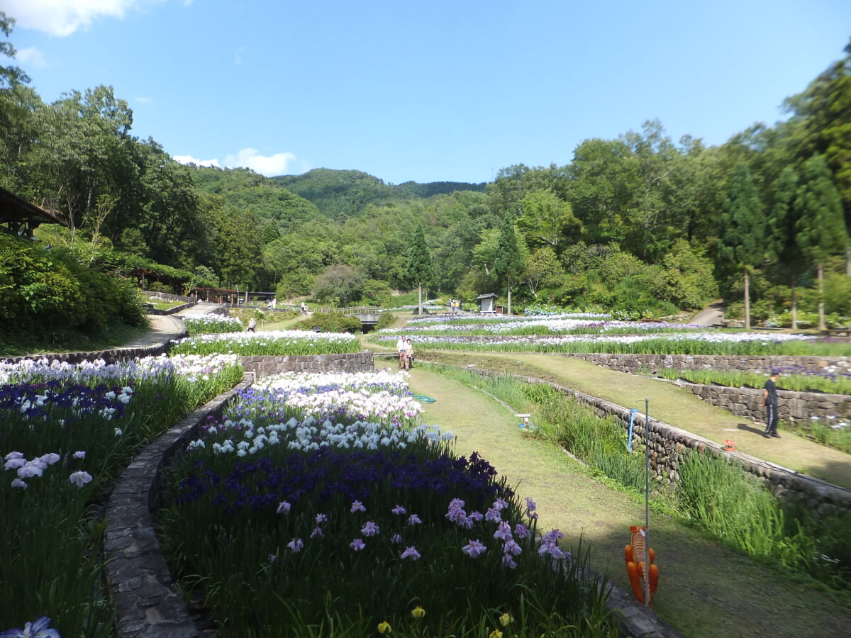播州山崎花菖蒲園の写真10