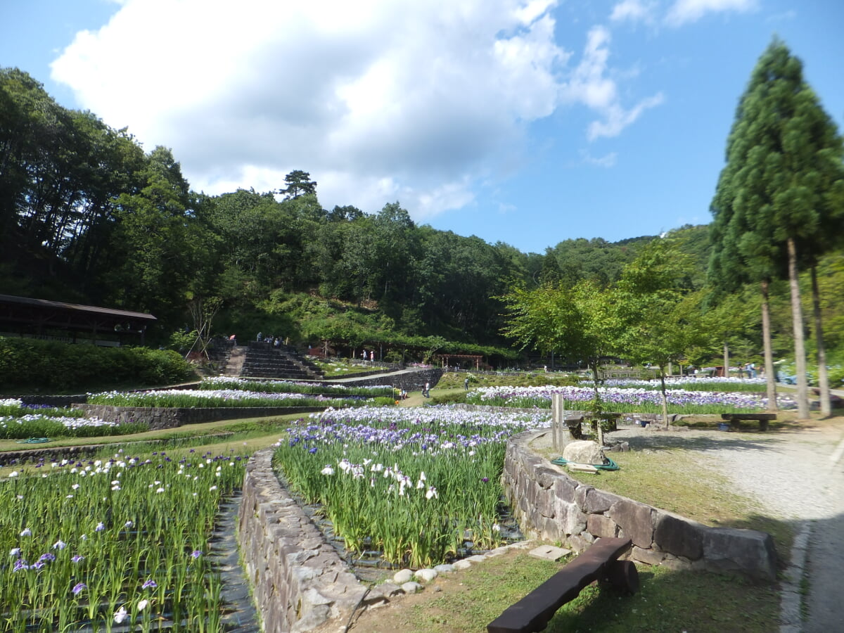 播州山崎花菖蒲園の写真11