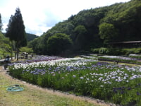 播州山崎花菖蒲園