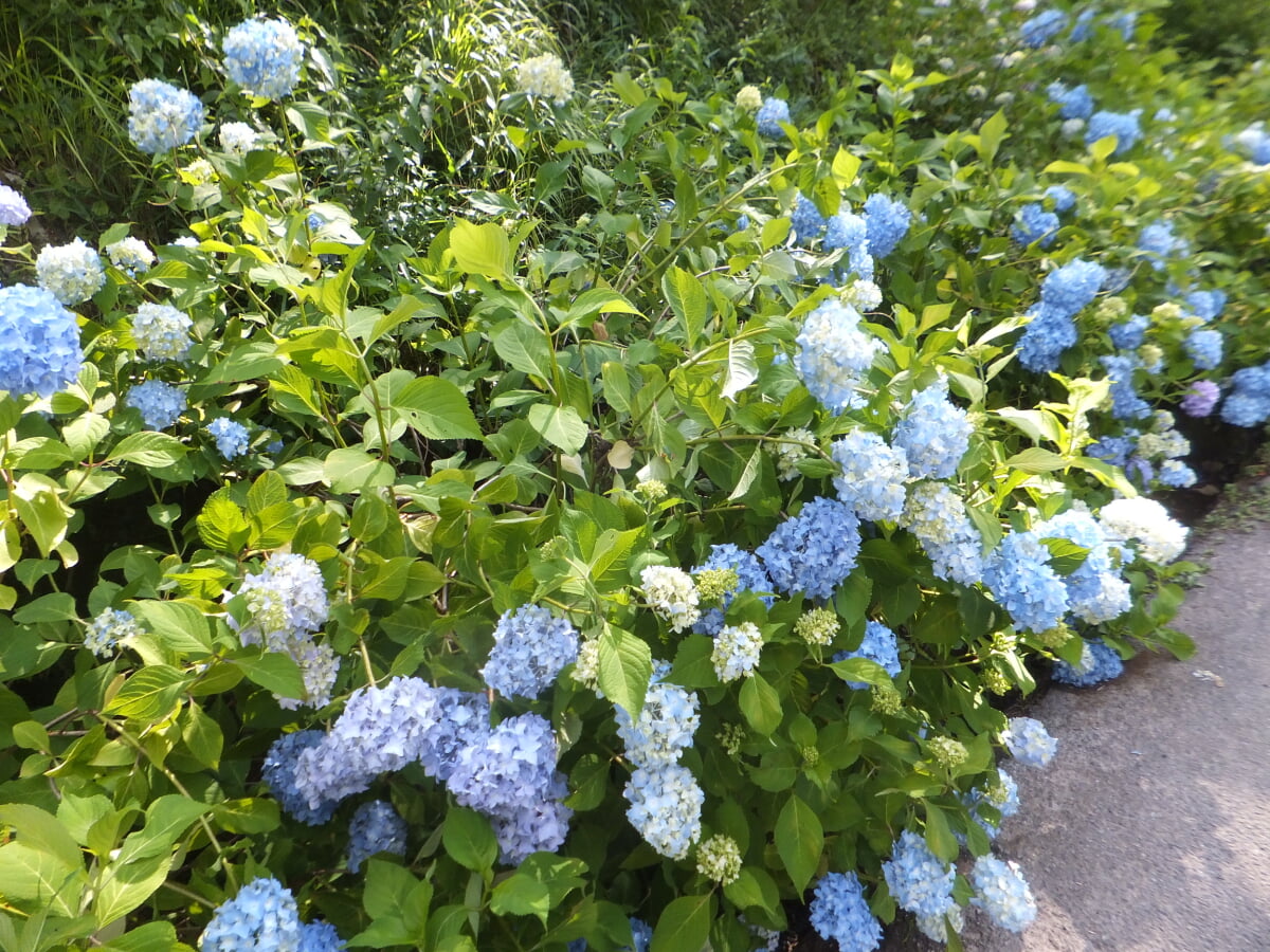 播州山崎花菖蒲園の写真12