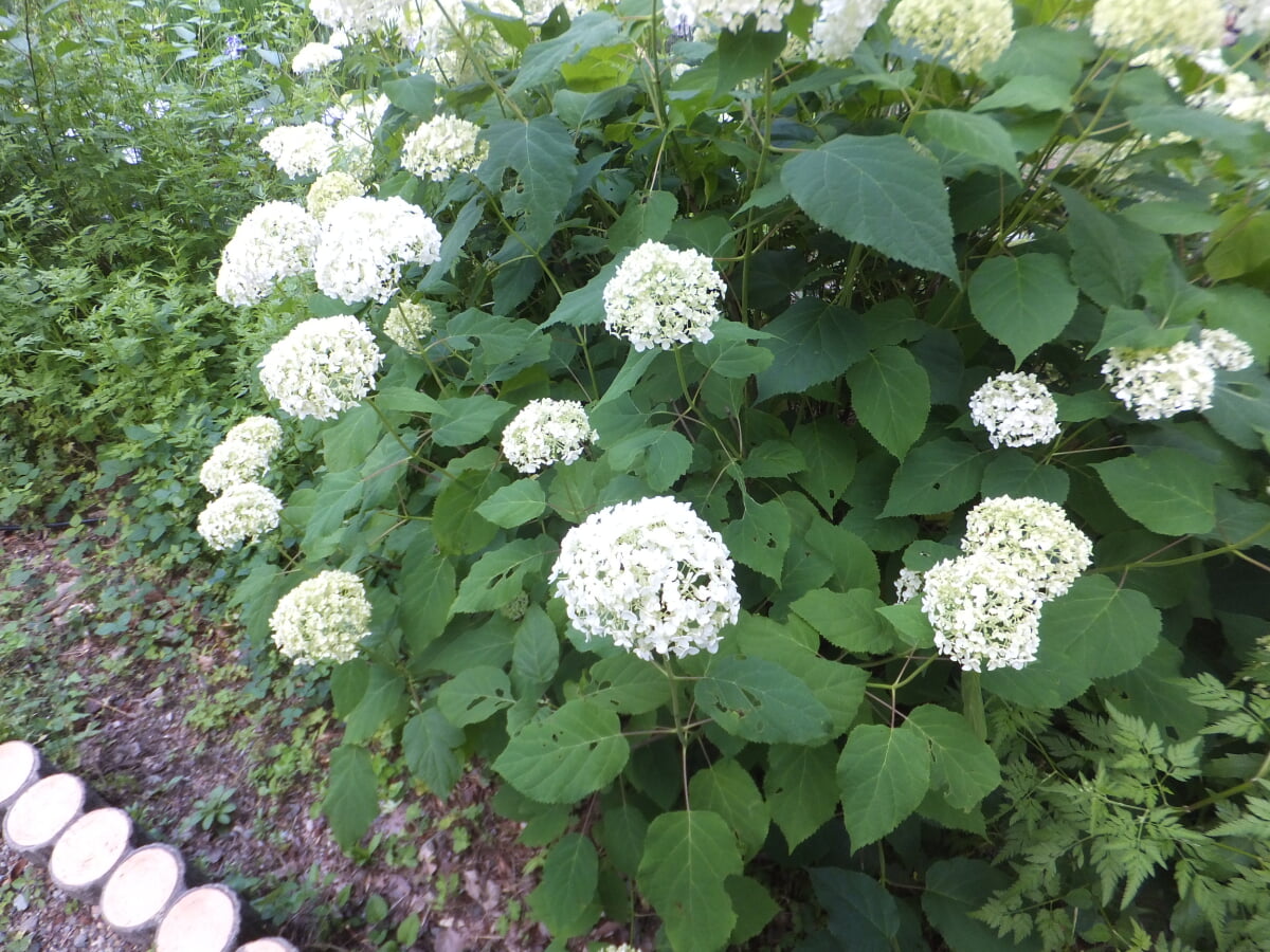 播州山崎花菖蒲園の写真13