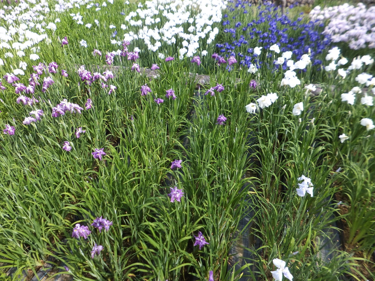 播州山崎花菖蒲園の写真14