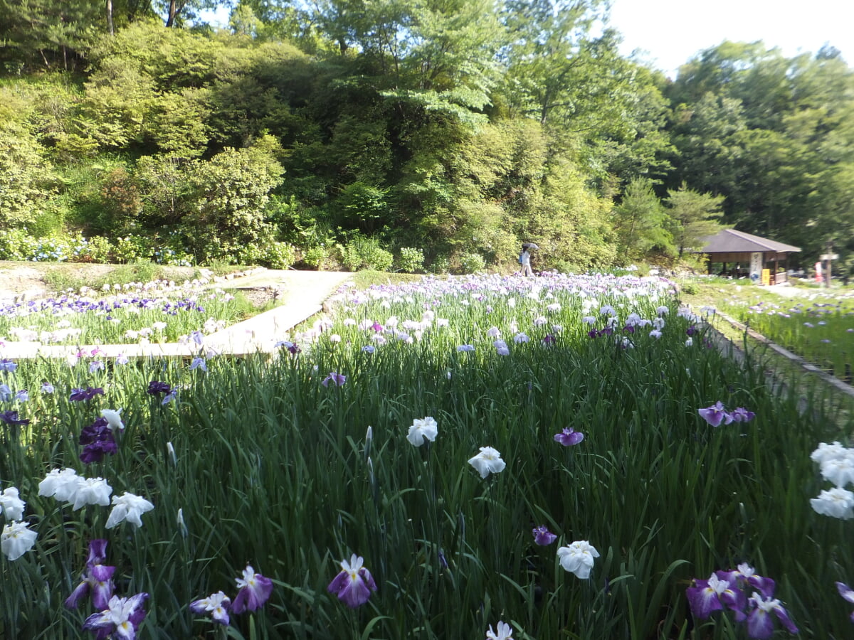 播州山崎花菖蒲園の写真15