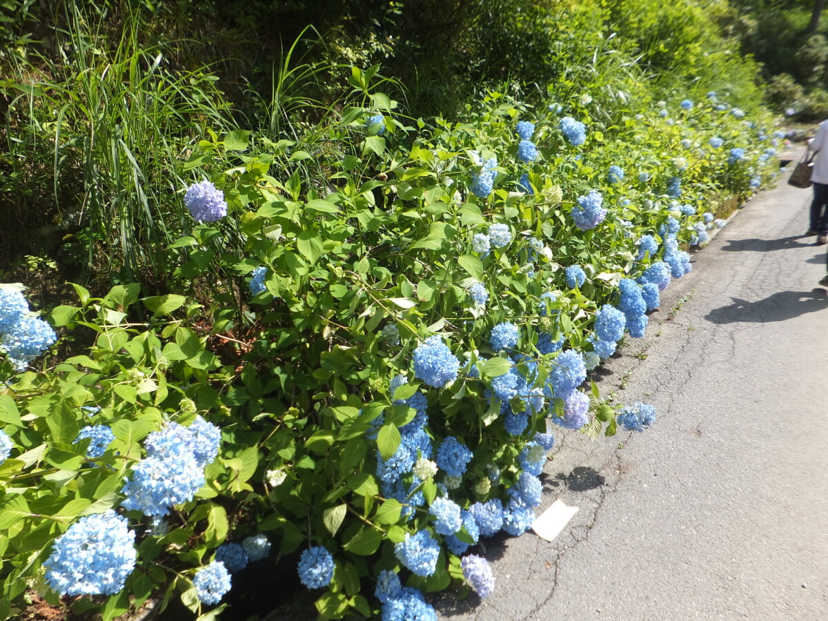 播州山崎花菖蒲園の写真16