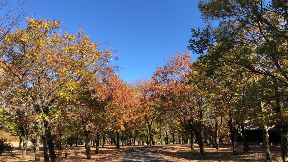 鹿児島県 上野原縄文の森の写真6