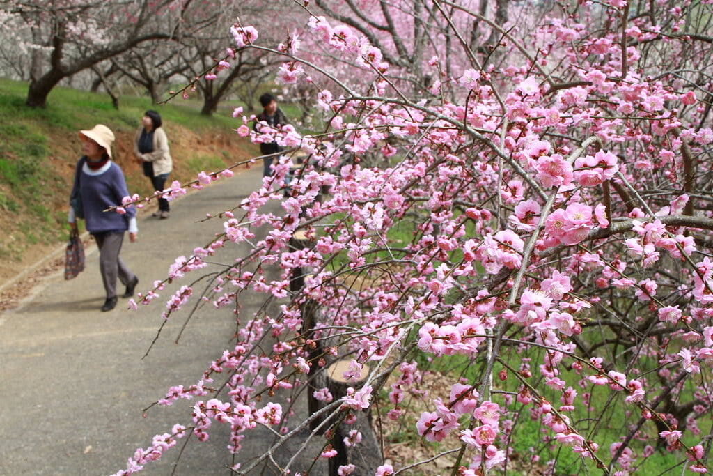 梅の里公園の写真1