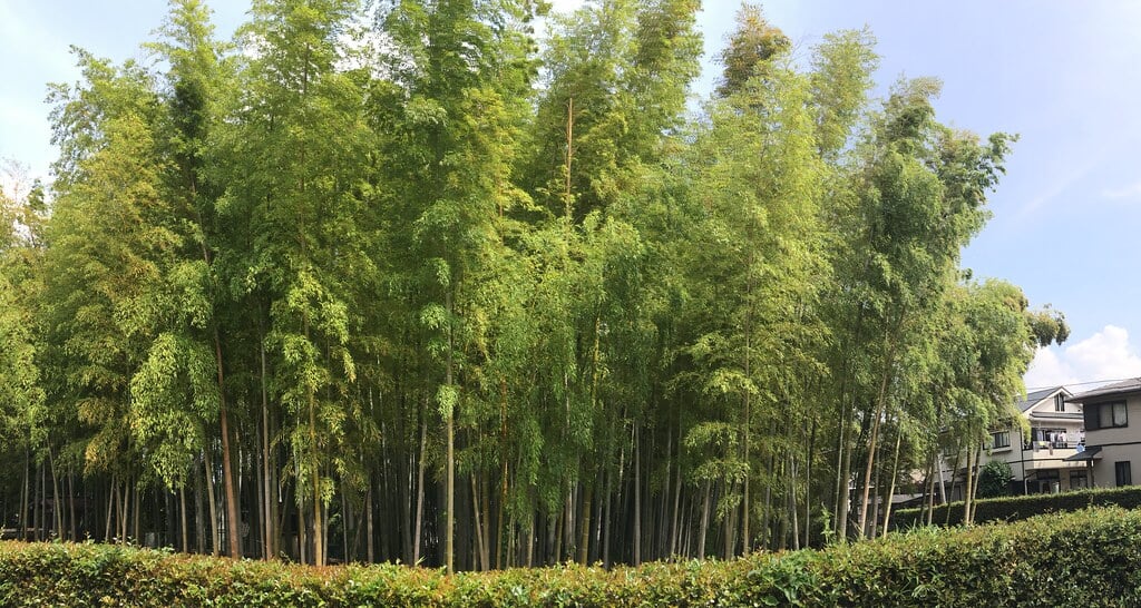 竹林公園の写真2