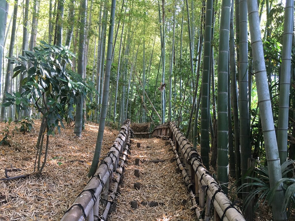 竹林公園の写真4