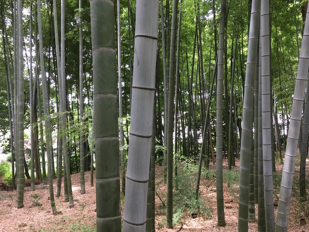 竹林公園の写真7