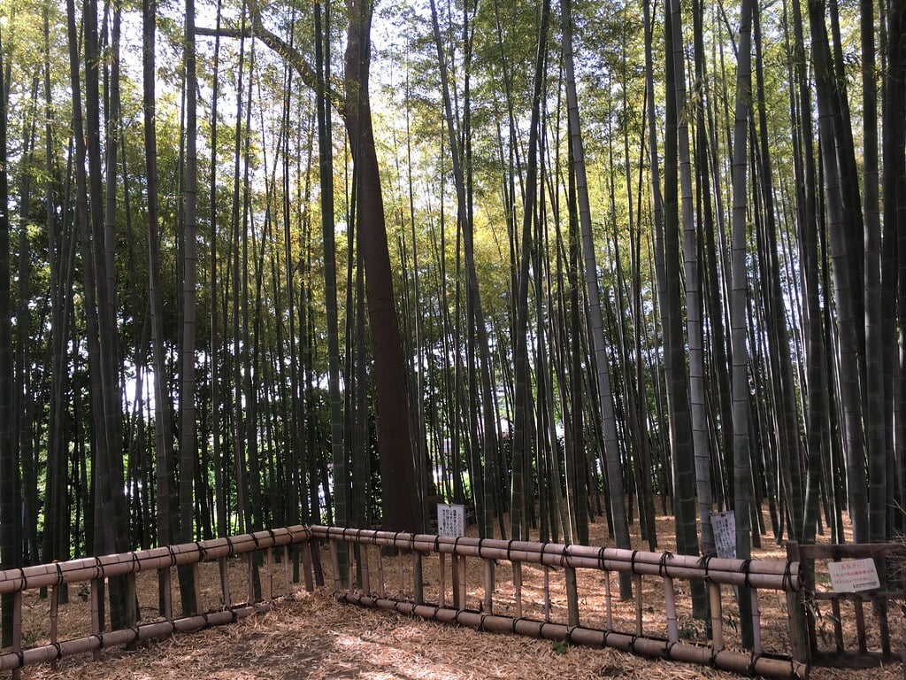 竹林公園の写真8