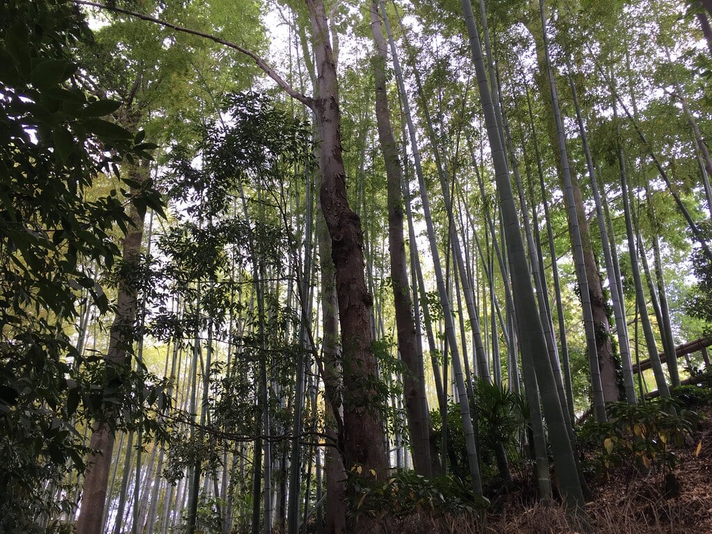 竹林公園の写真10