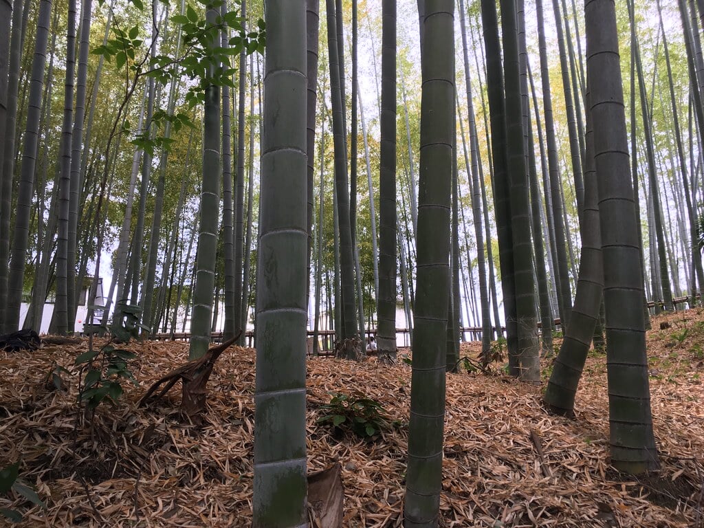 竹林公園の写真12