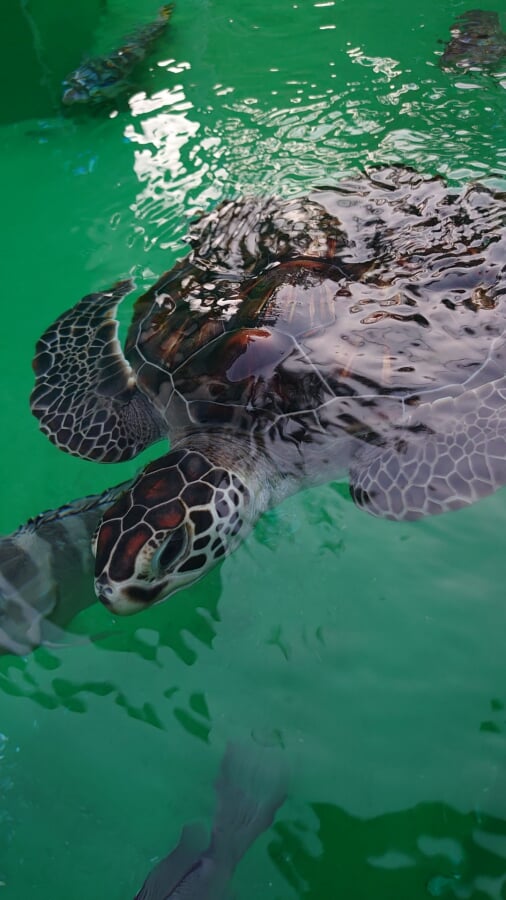 小笠原水産センター　小さな水族館の写真2