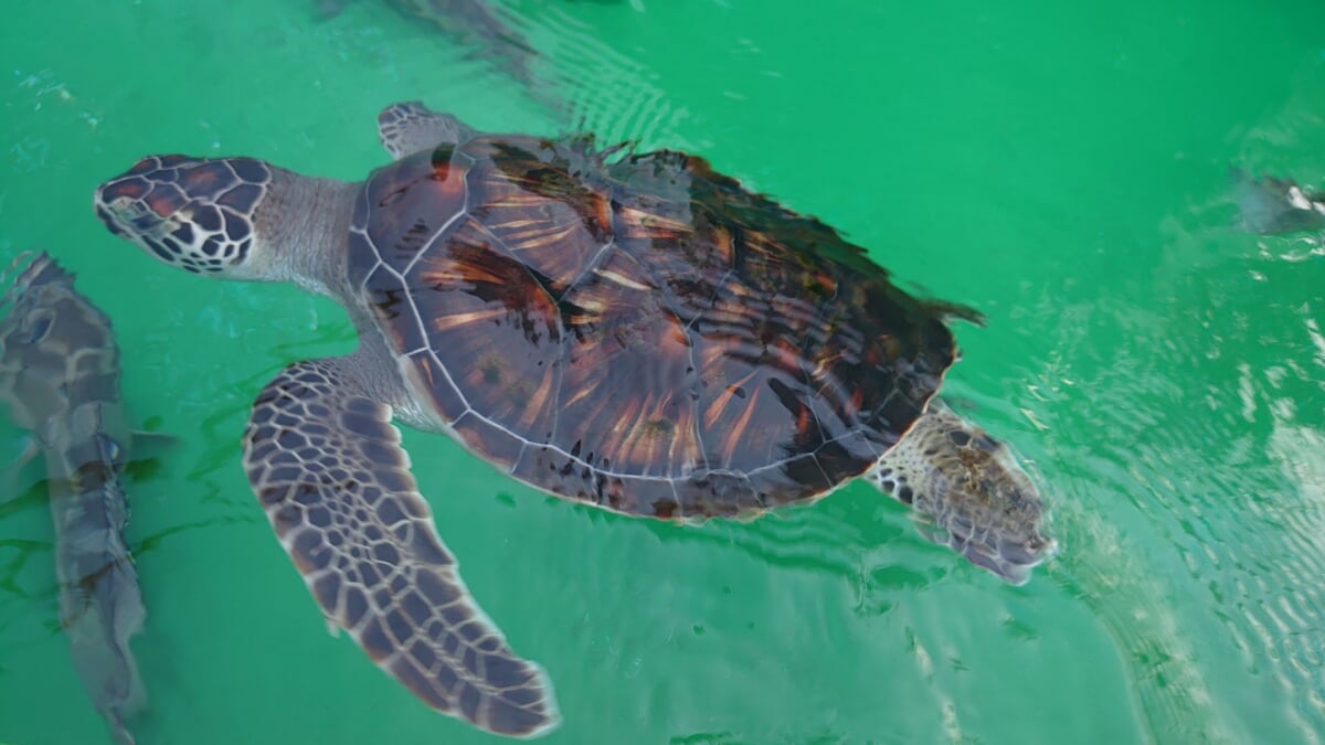 小笠原水産センター　小さな水族館の写真1