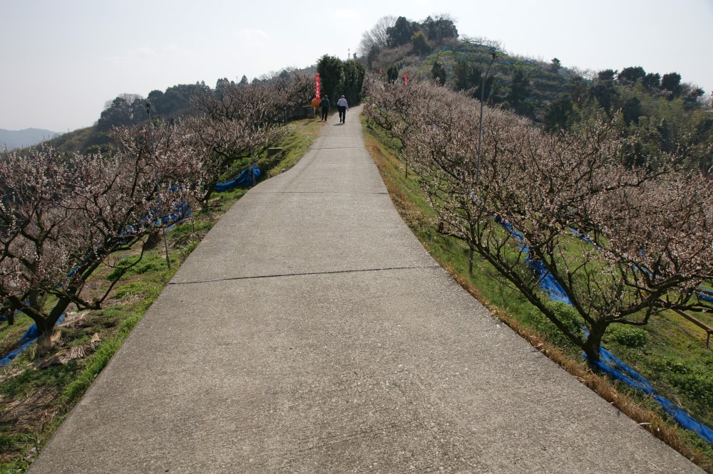 南部梅林の写真2