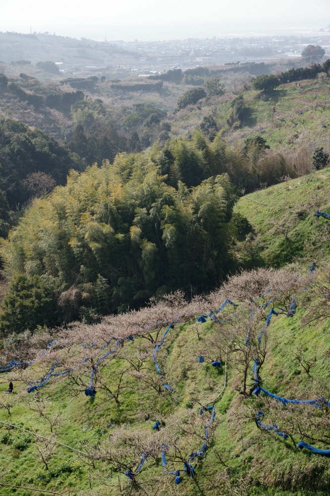 南部梅林の写真3