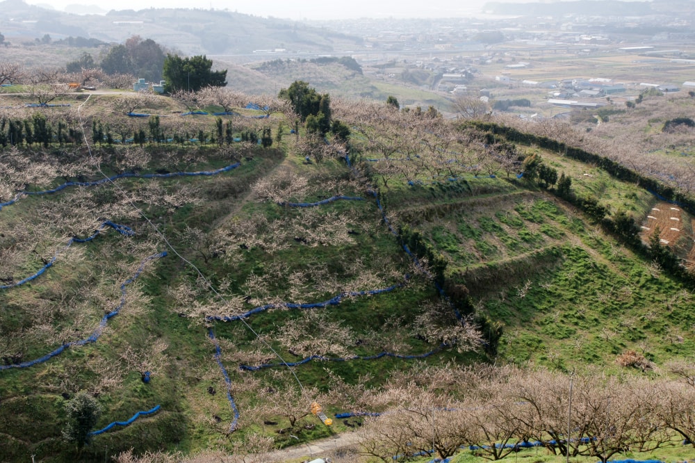 南部梅林の写真4