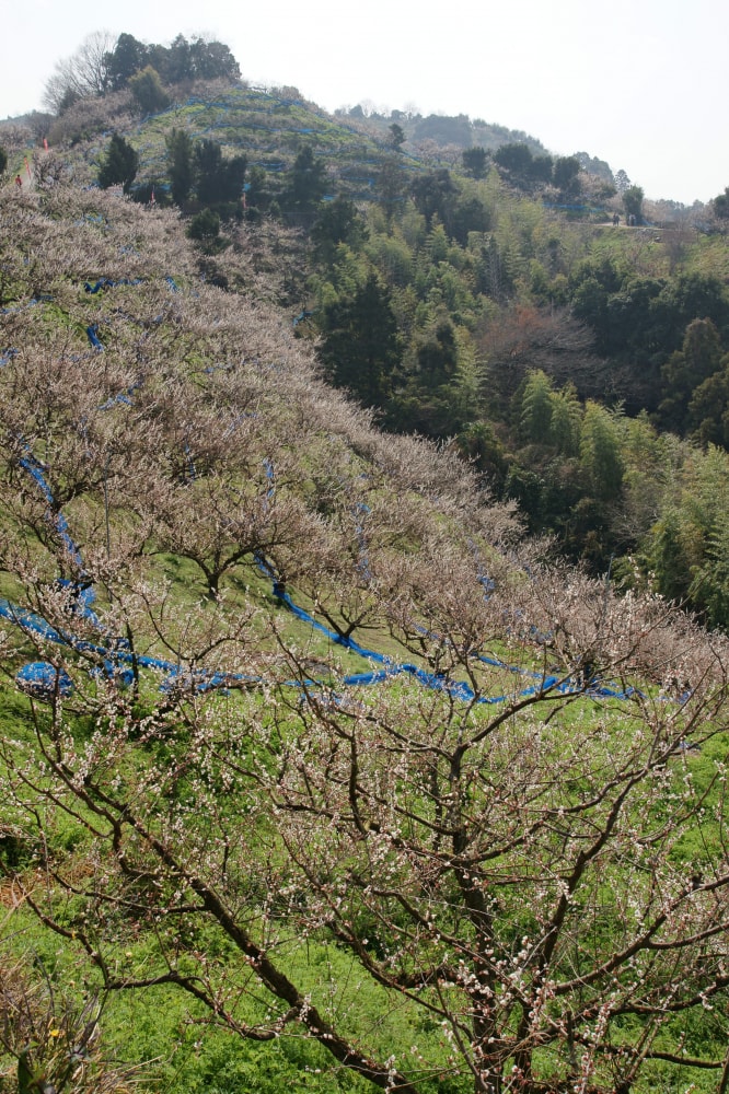 南部梅林の写真6