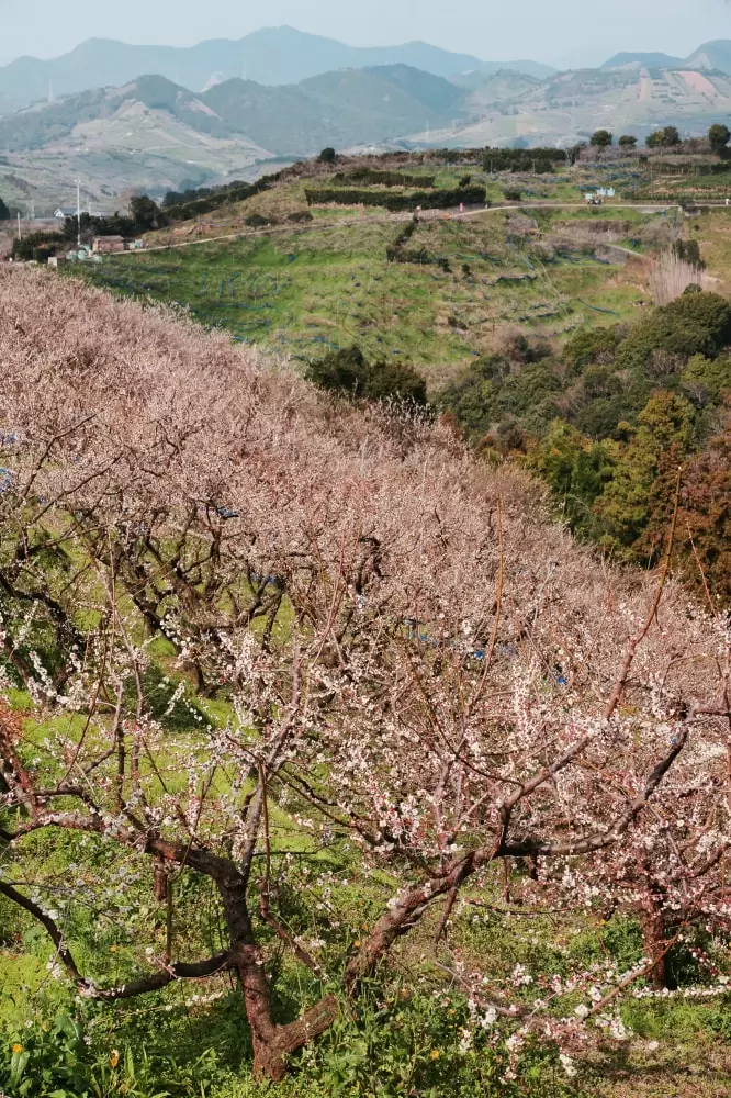 南部梅林の写真1