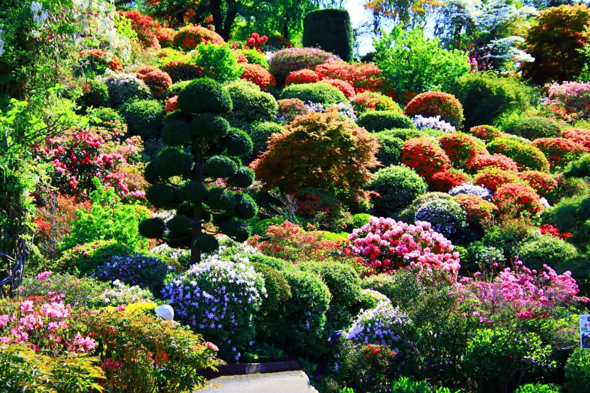 大桑原つつじ園の写真3